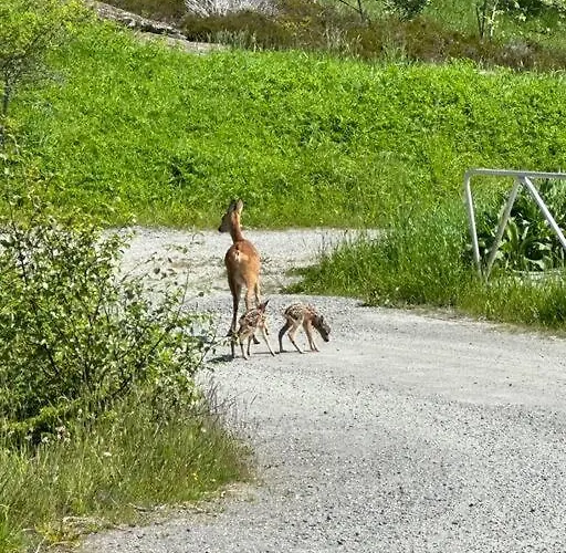 Brattøya Sjøstuer Feriehus
