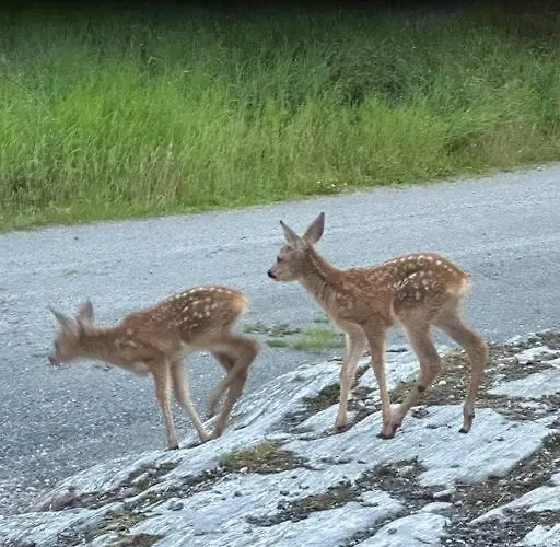 Brattoya Sjostuer * كريستيانسوند